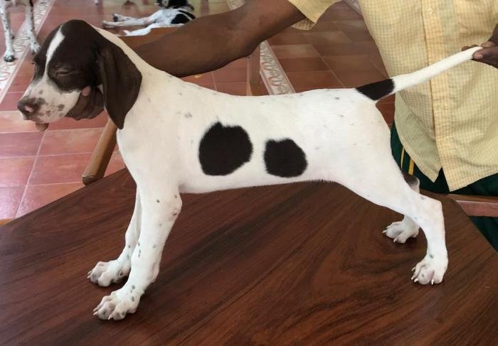 DogsIndia.com - Pointer - Shrinidhi