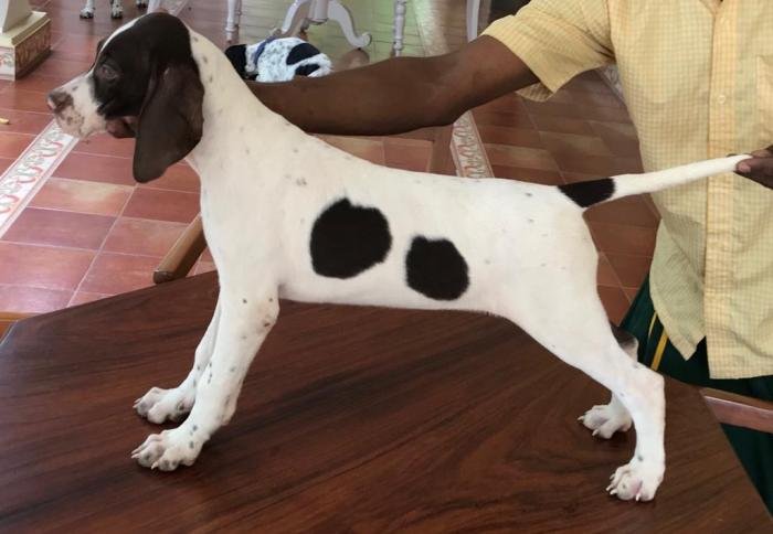 DogsIndia.com - Pointer - Shrinidhi