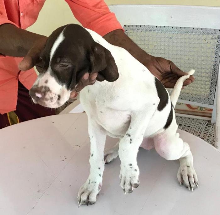 DogsIndia.com - Pointer - Shrinidhi