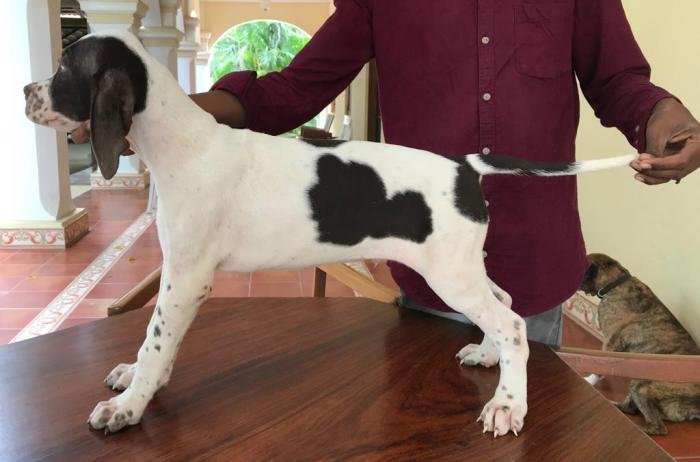 DogsIndia.com - Pointer - Shrinidhi