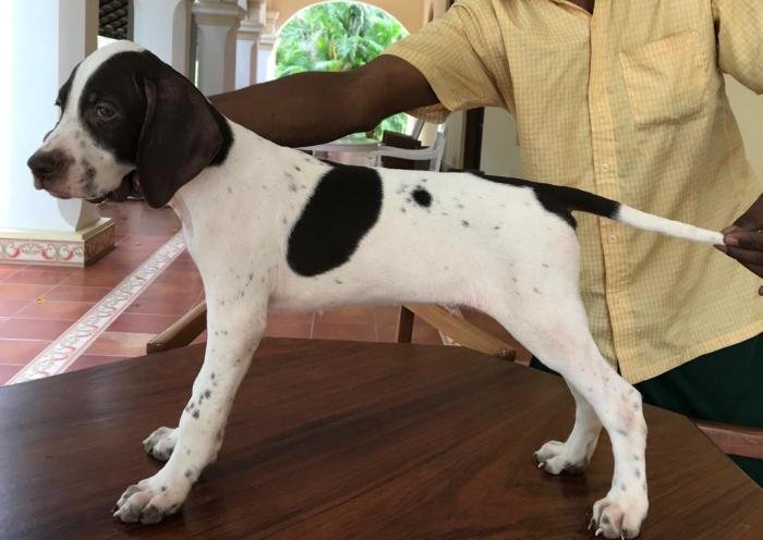 DogsIndia.com - Pointer - Shrinidhi