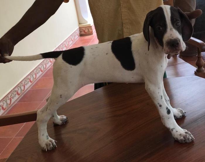 DogsIndia.com - Pointer - Shrinidhi