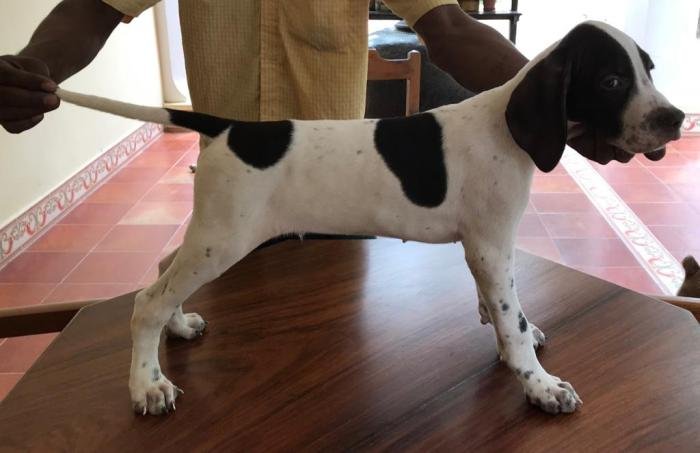 DogsIndia.com - Pointer - Shrinidhi