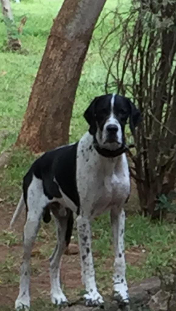 DogsIndia.com - Pointer - Shrinidhi