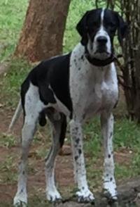 DogsIndia.com - Pointer - Shrinidhi