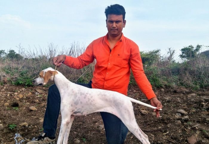 DogsIndia.com - English Pointer - Visces Kennel