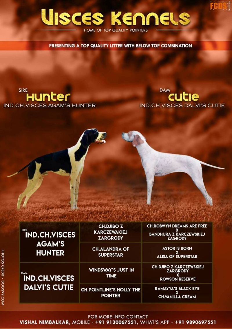 DogsIndia.com - English Pointer - Visces Kennel