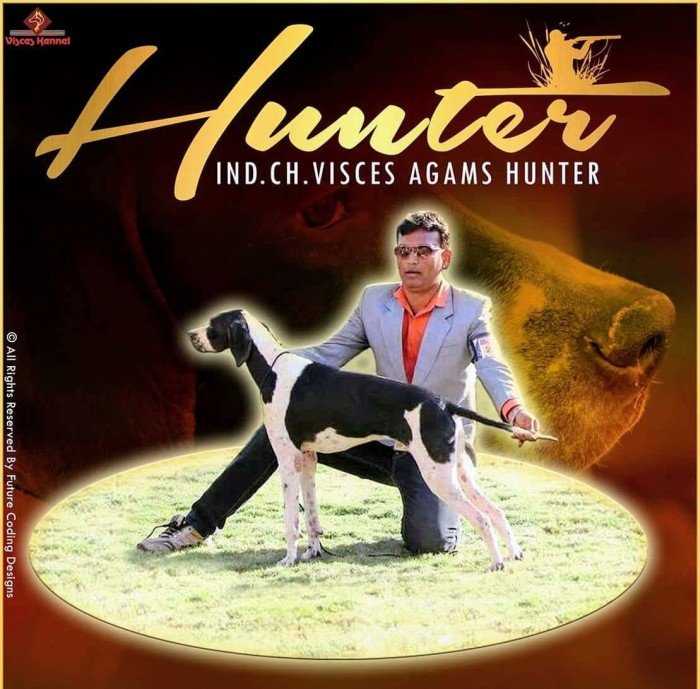 DogsIndia.com - English Pointer - Visces Kennel