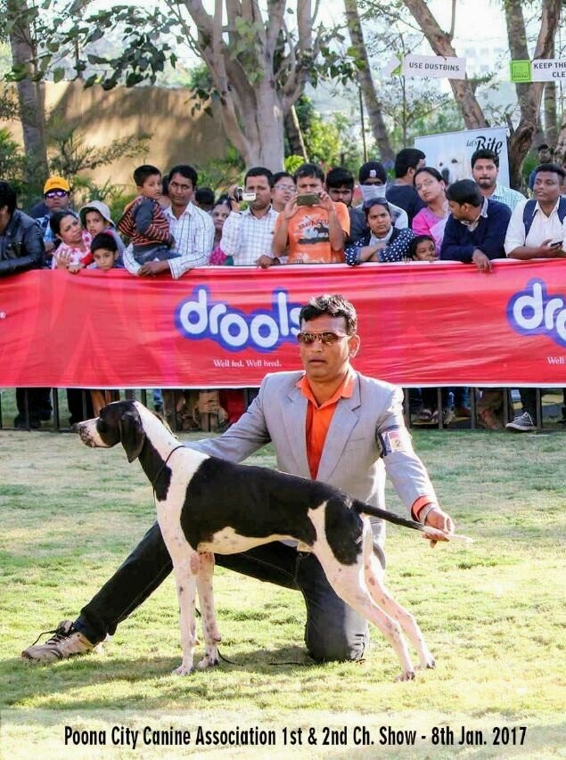 DogsIndia.com - English Pointer - Visces Kennel