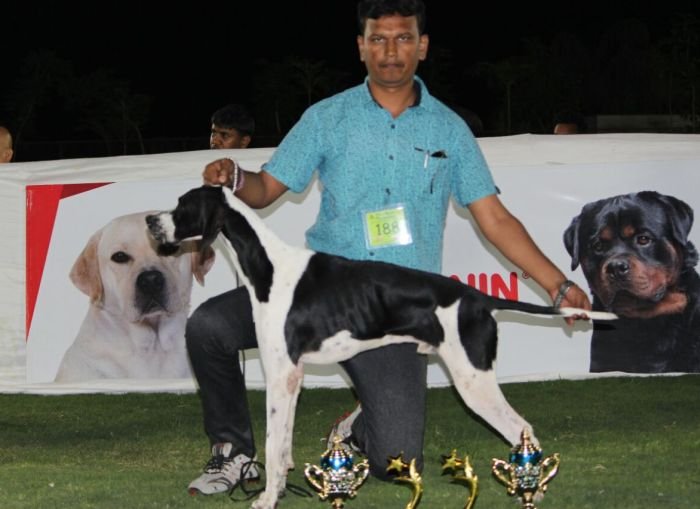 DogsIndia.com - English Pointer - Visces Kennel