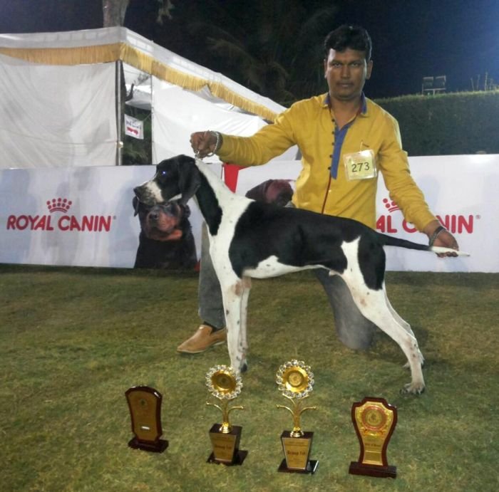 DogsIndia.com - English Pointer - Visces Kennel