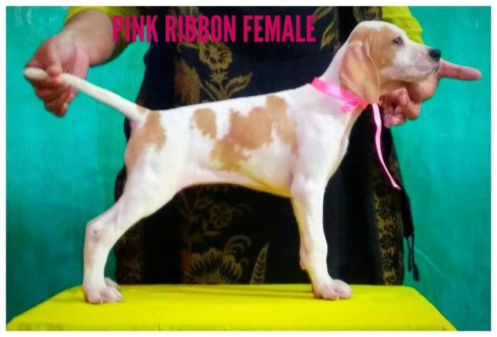 DogsIndia.com - English Pointer - Visces Kennel