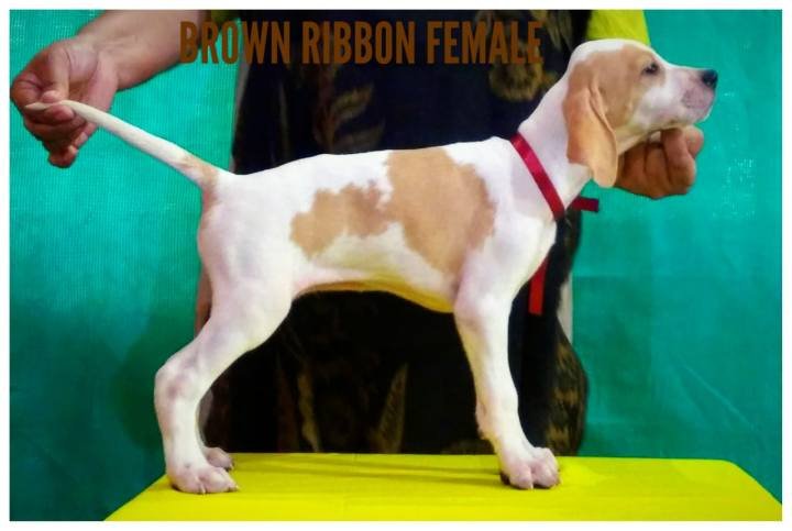 DogsIndia.com - English Pointer - Visces Kennel