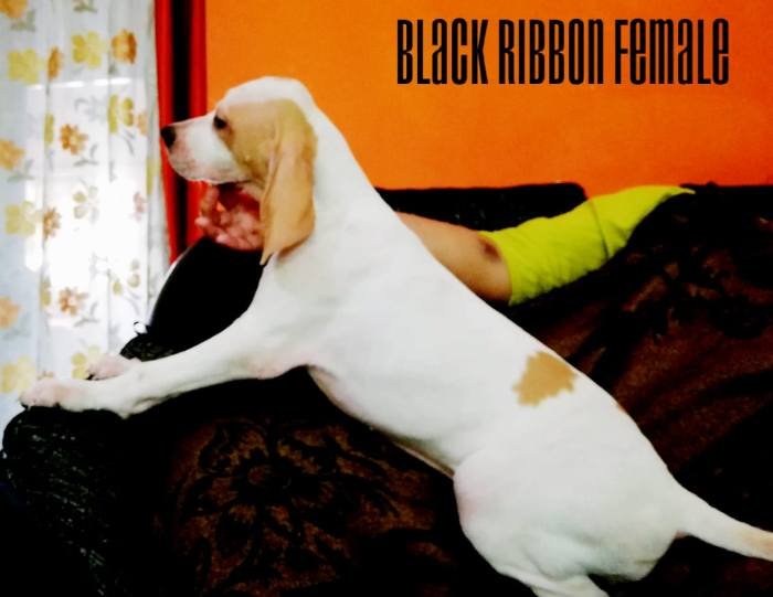 DogsIndia.com - English Pointer - Visces Kennel