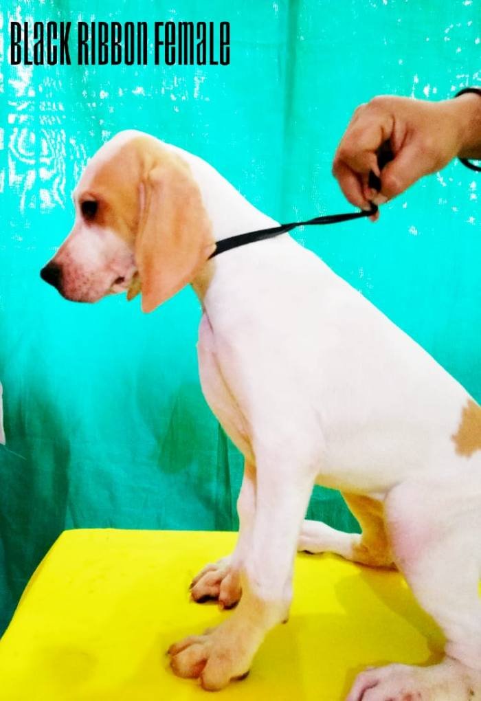 DogsIndia.com - English Pointer - Visces Kennel