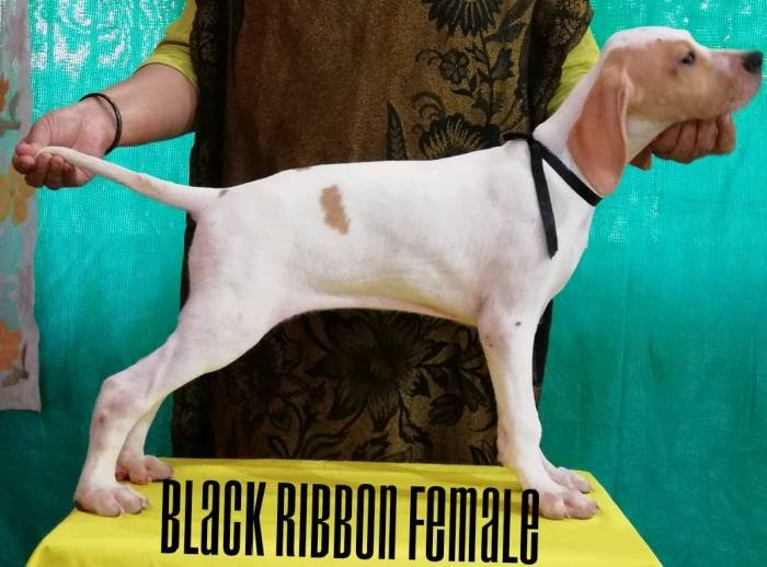 DogsIndia.com - English Pointer - Visces Kennel