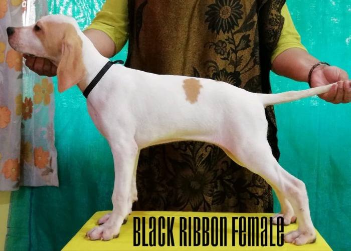 DogsIndia.com - English Pointer - Visces Kennel