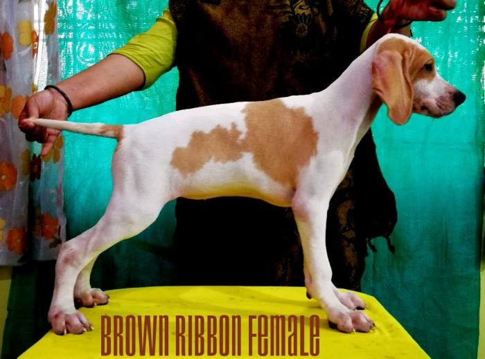 DogsIndia.com - English Pointer - Visces Kennel