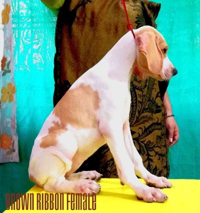 DogsIndia.com - English Pointer - Visces Kennel