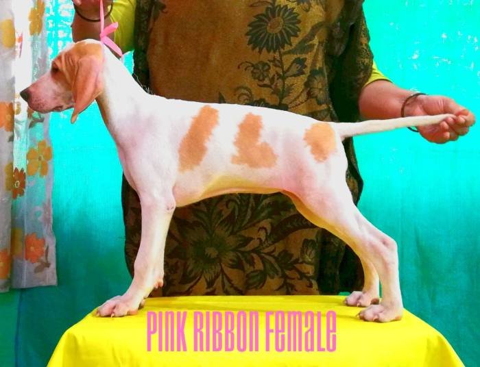 DogsIndia.com - English Pointer - Visces Kennel