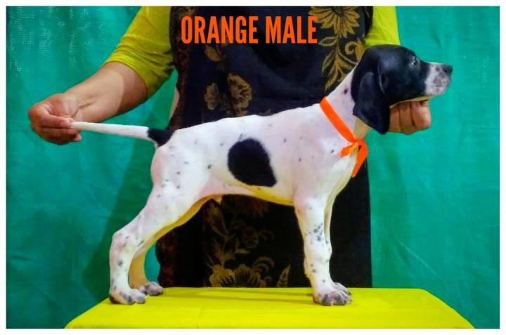DogsIndia.com - English Pointer - Visces Kennel