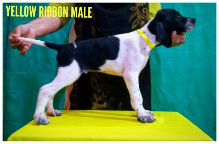 DogsIndia.com - English Pointer - Visces Kennel