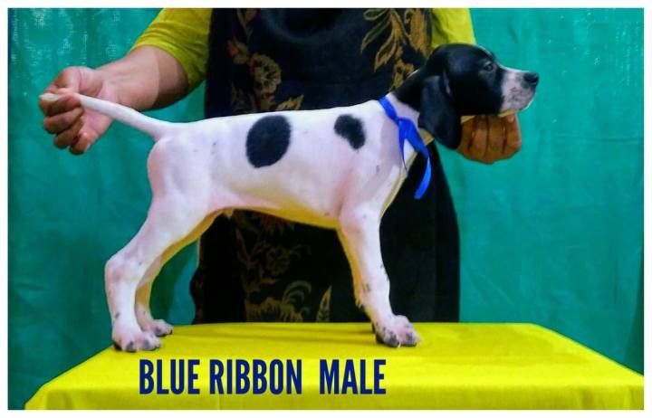 DogsIndia.com - English Pointer - Visces Kennel