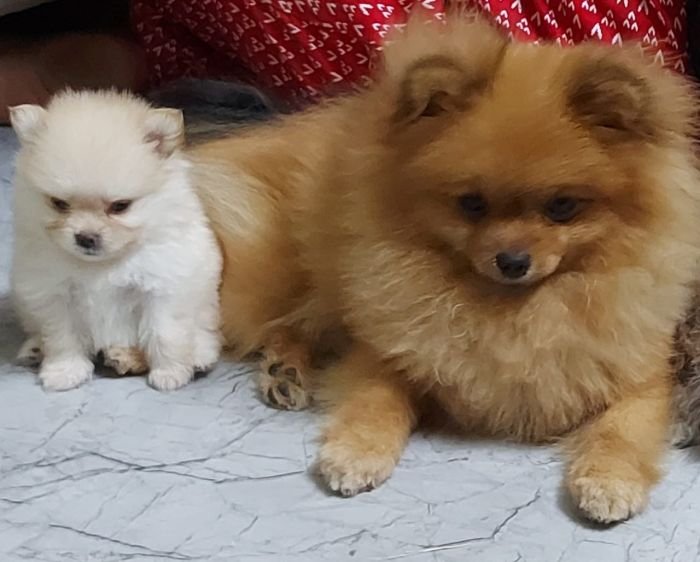 DogsIndia.com - Pomeranian - Aniva