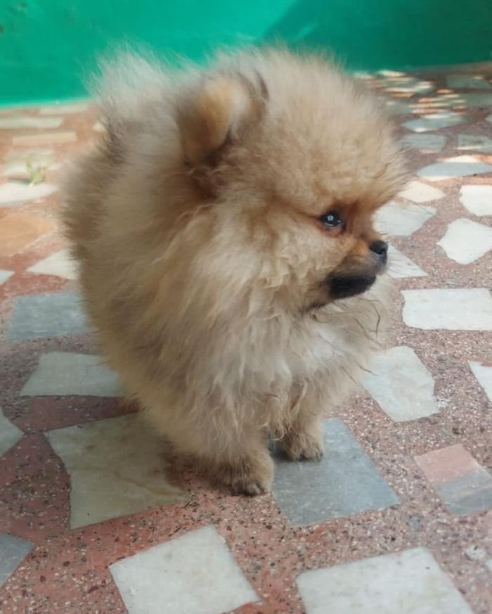 DogsIndia.com - Pomeranian - Aniva