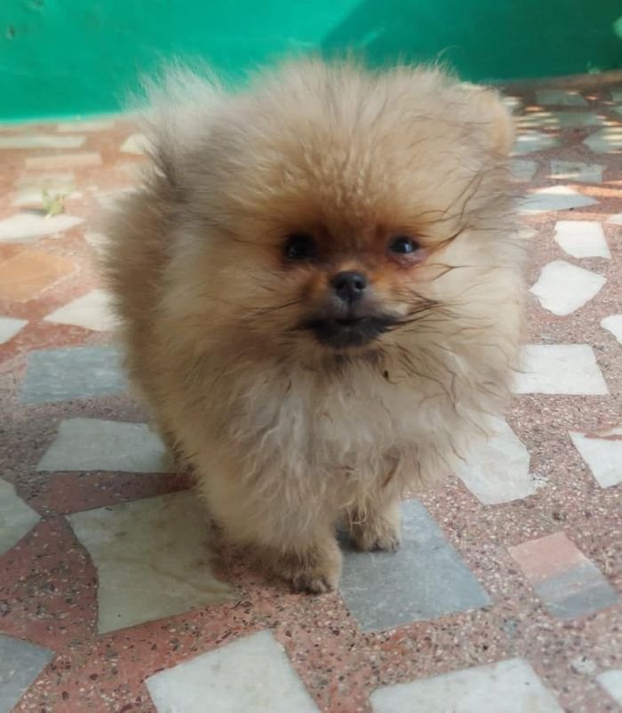 DogsIndia.com - Pomeranian - Aniva