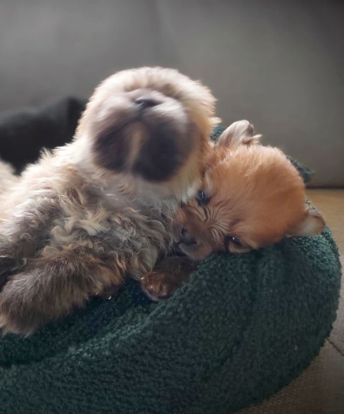 DogsIndia.com - Pomeranian - Aniva