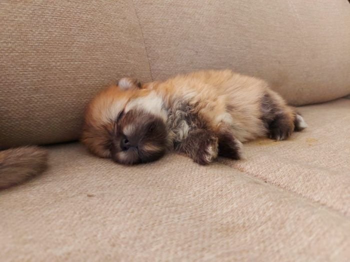 DogsIndia.com - Pomeranian - Aniva