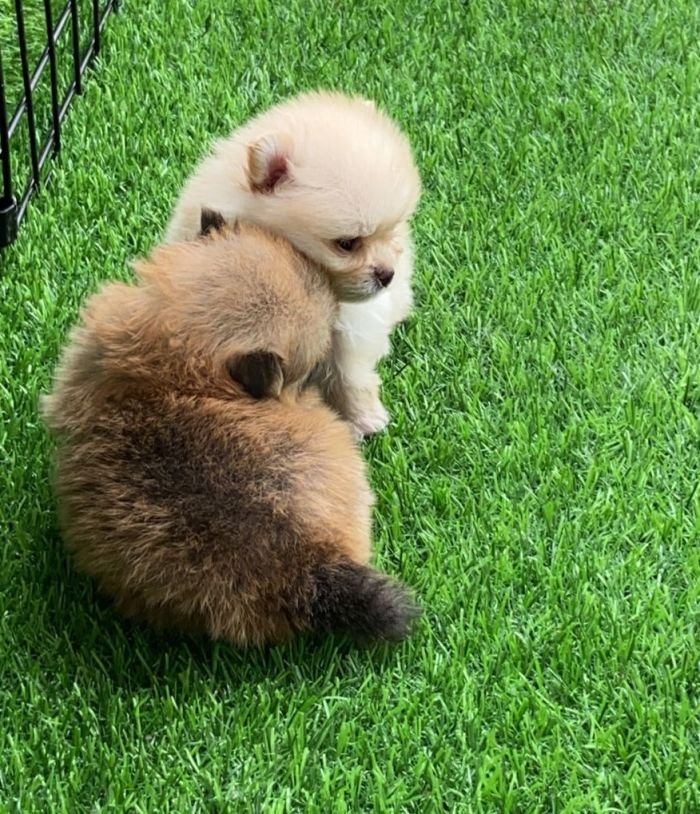 DogsIndia.com - Pomeranian - Aniva