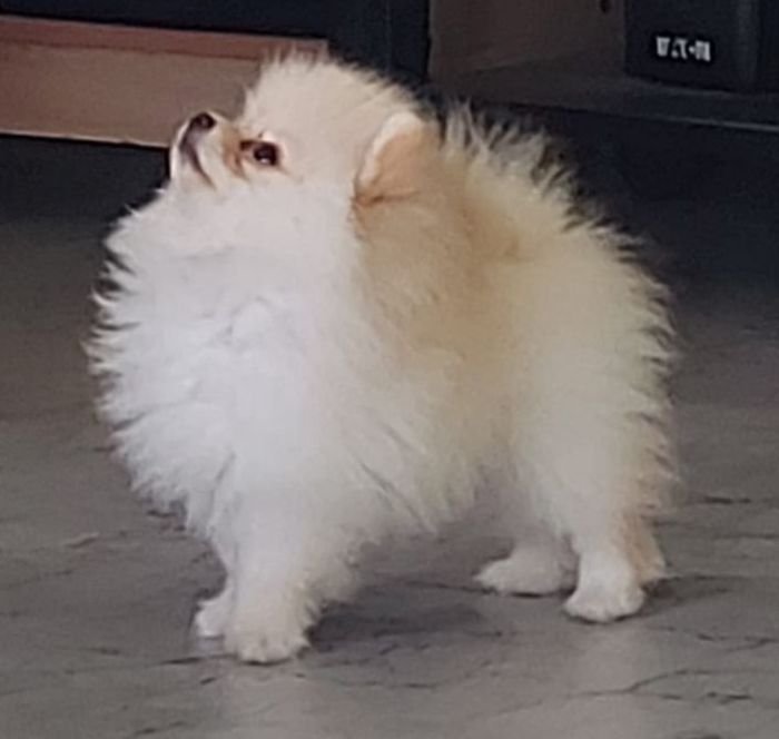 DogsIndia.com - Pomeranian - Aniva