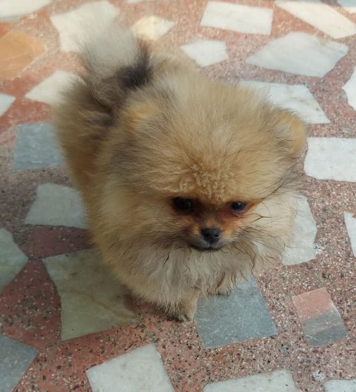 DogsIndia.com - Pomeranian - Aniva