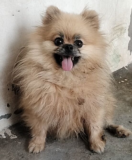 DogsIndia.com - Toy Pomeranian - Jayaprakash