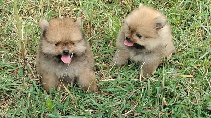 DogsIndia.com - Toy Pomeranian - Jayaprakash