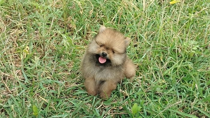 DogsIndia.com - Toy Pomeranian - Jayaprakash