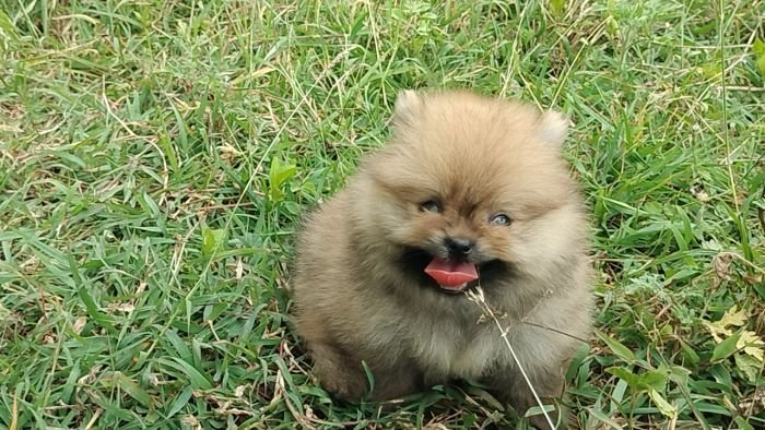 DogsIndia.com - Toy Pomeranian - Jayaprakash