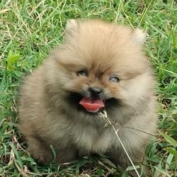 DogsIndia.com - Toy Pomeranian - Jayaprakash