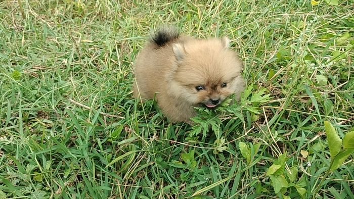 DogsIndia.com - Toy Pomeranian - Jayaprakash