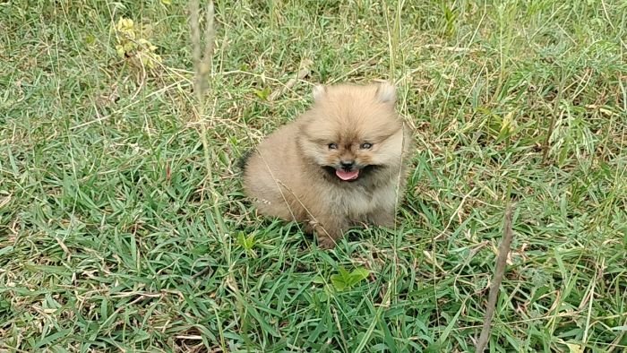 DogsIndia.com - Toy Pomeranian - Jayaprakash