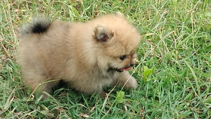 DogsIndia.com - Toy Pomeranian - Jayaprakash
