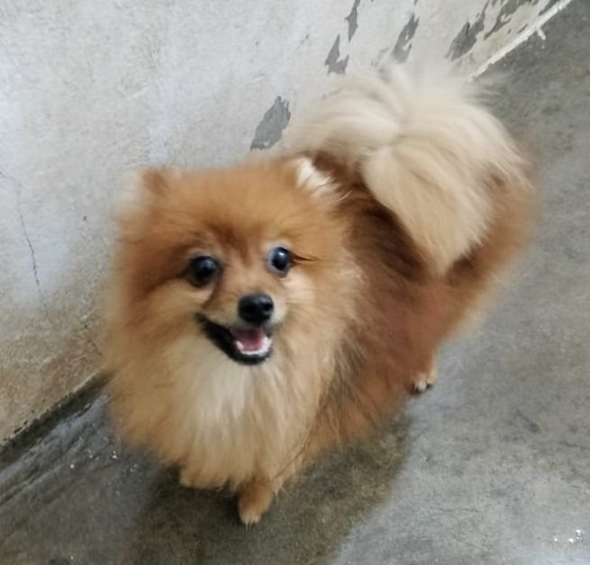DogsIndia.com - Toy Pomeranian - Jayaprakash