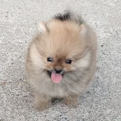 DogsIndia.com - Toy Pomeranian - Jayaprakash