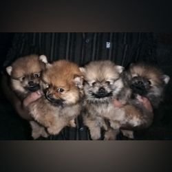 DogsIndia.com - Toy Pomeranian - Jayaprakash