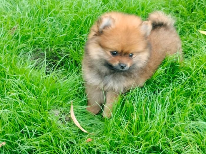 DogsIndia.com - Toy Pomeranian - Jayaprakash