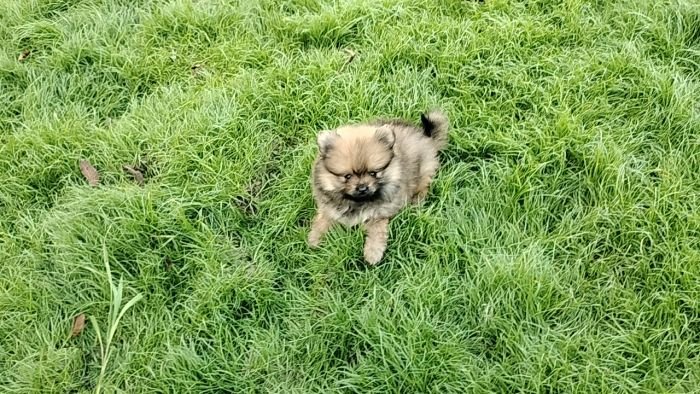 DogsIndia.com - Toy Pomeranian - Jayaprakash