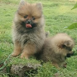 DogsIndia.com - Toy Pomeranian - Jayaprakash