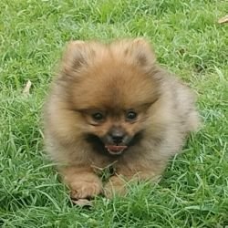 DogsIndia.com - Toy Pomeranian - Jayaprakash